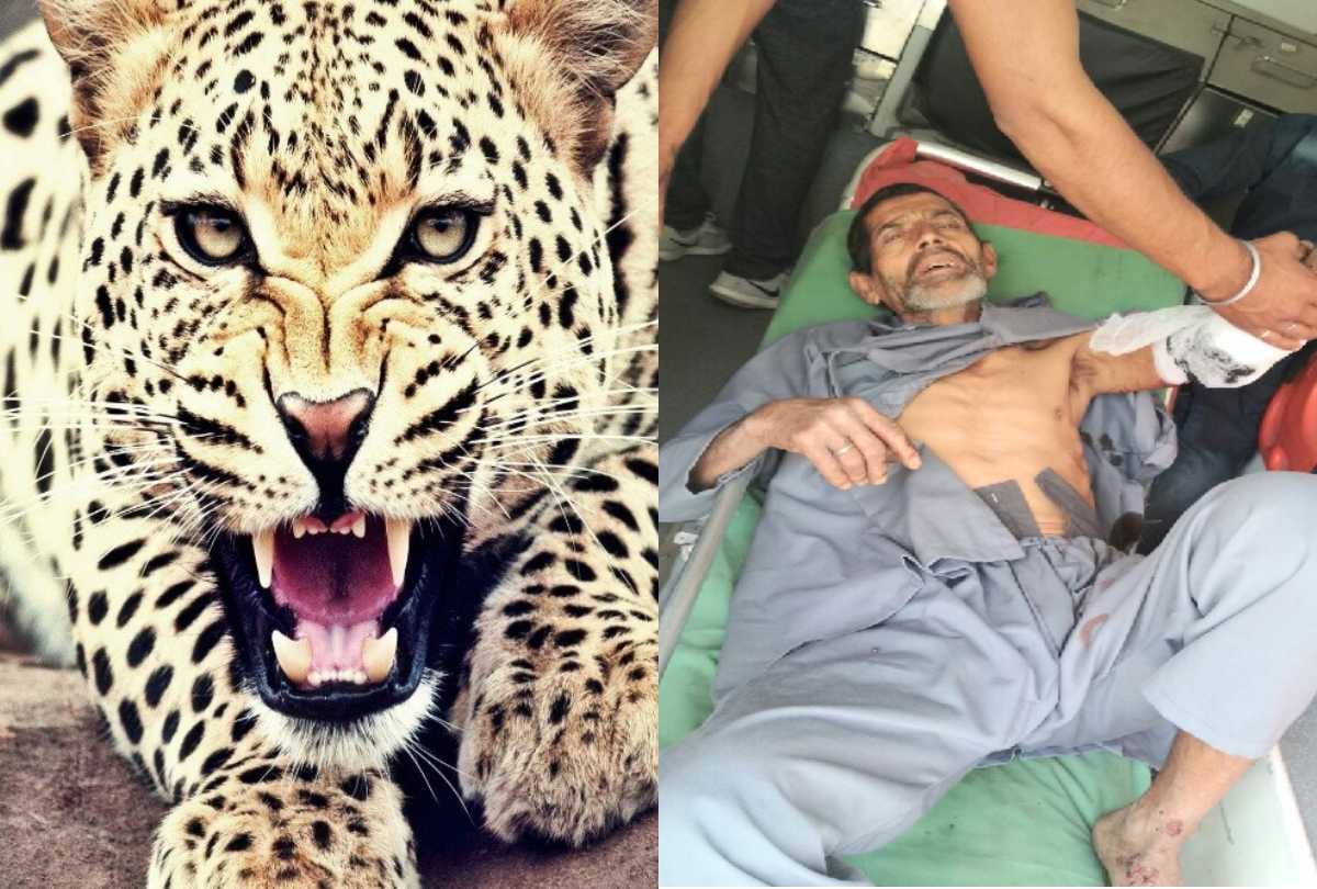  leopard attacked on 60 years old man in sataun sirmour