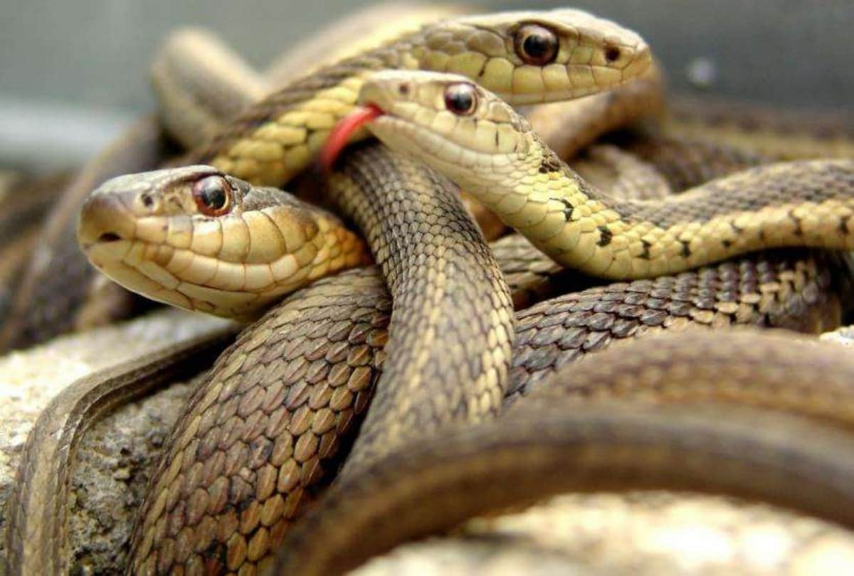 Weird Snake Attack Survivor Man Strange Snake Bite Survival Stories News