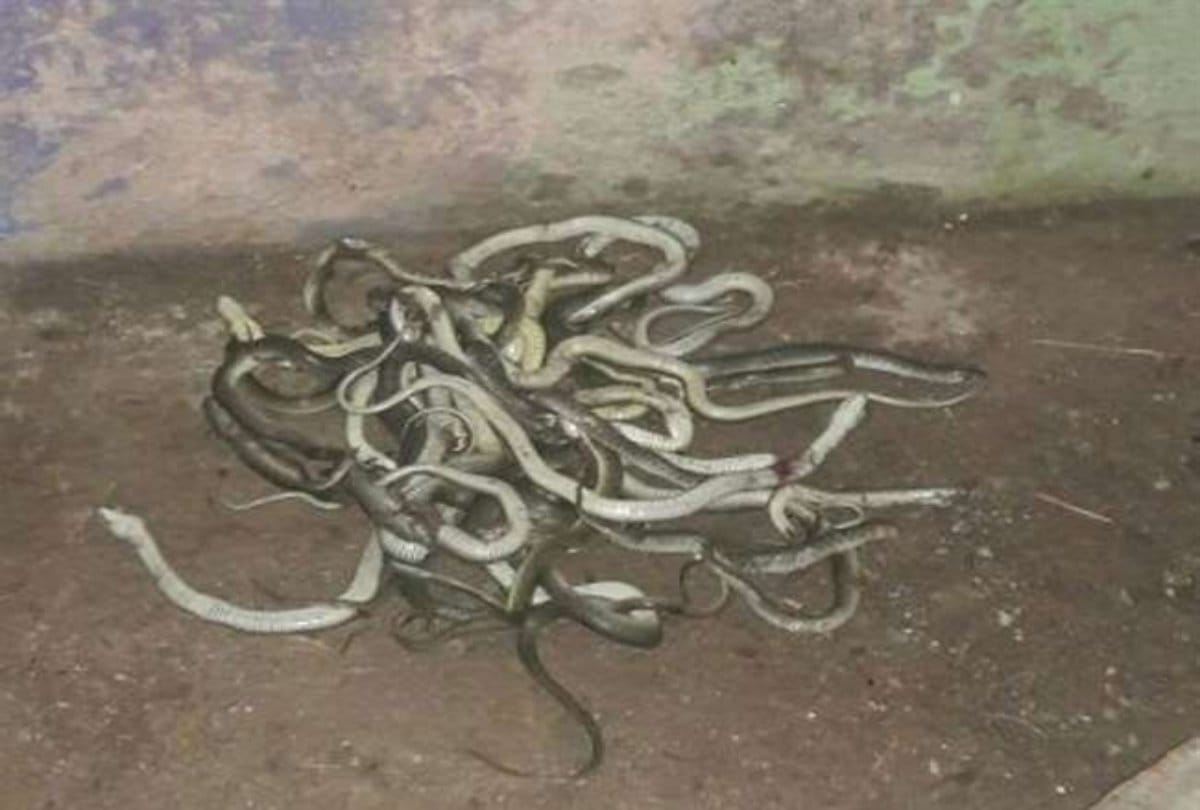 Around Three hundred snakes found in the house at uttar pradesh