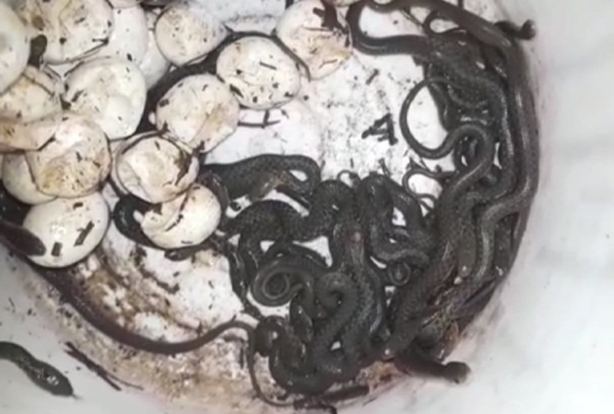 Around Three hundred snakes found in the house at uttar pradesh