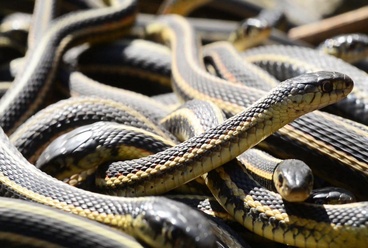 Around Three hundred snakes found in the house at uttar pradesh