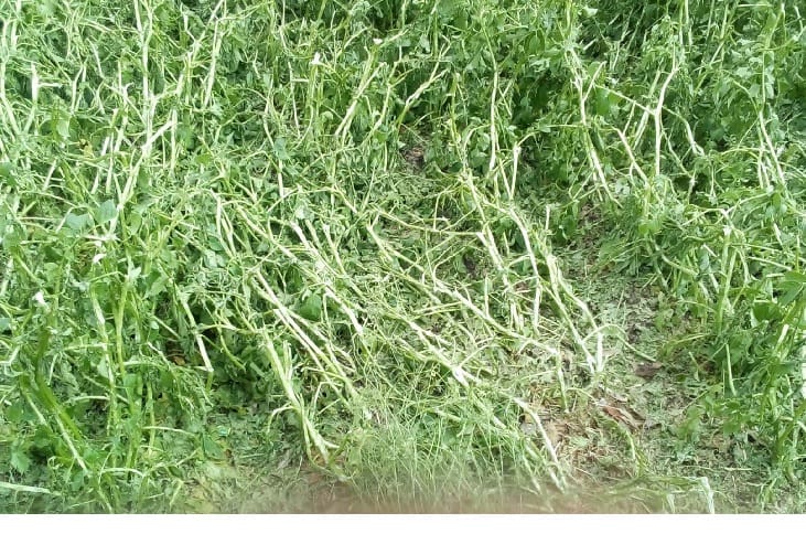 Flood and hailstorm in Pithoragarh, water entered into many homes