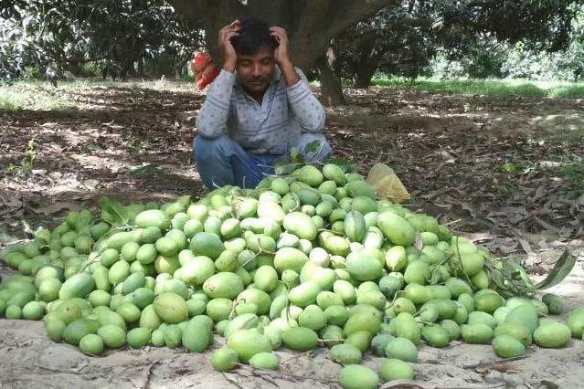 mangoes fall in storm 