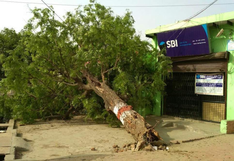 trees destroyed in storm 