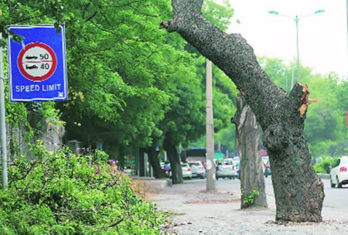 delhi trees are sick this is reason why they are falling