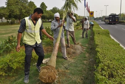 delhi trees are sick this is reason why they are falling