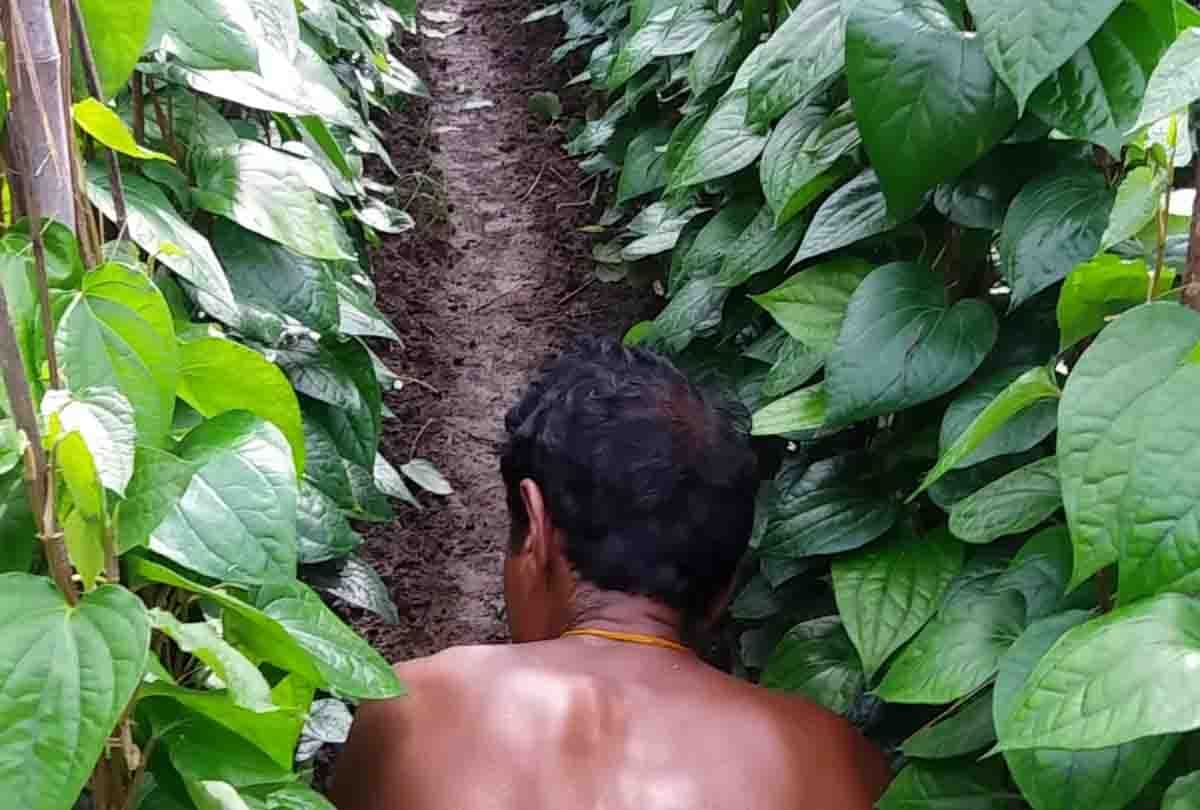 weather in up destroy Crops