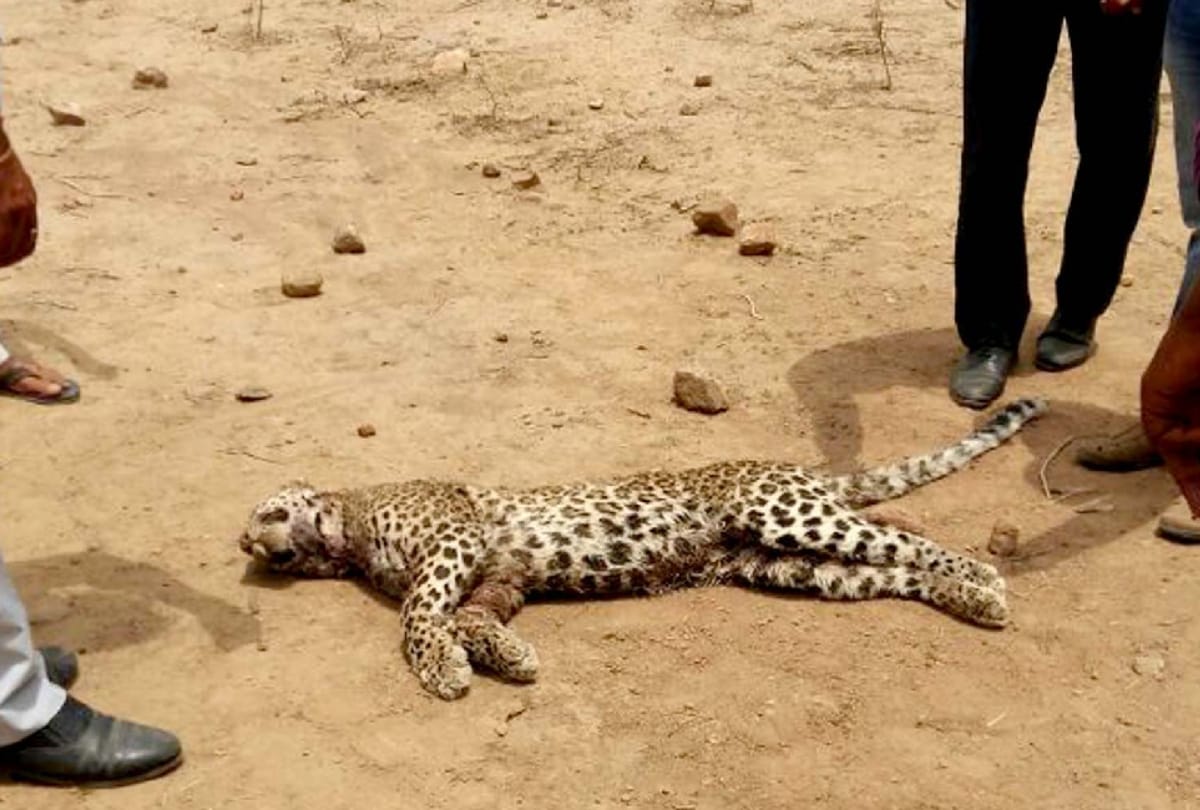 Fight between two Leopard in Gurugram one die