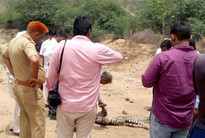 Fight between two Leopard in Gurugram one die