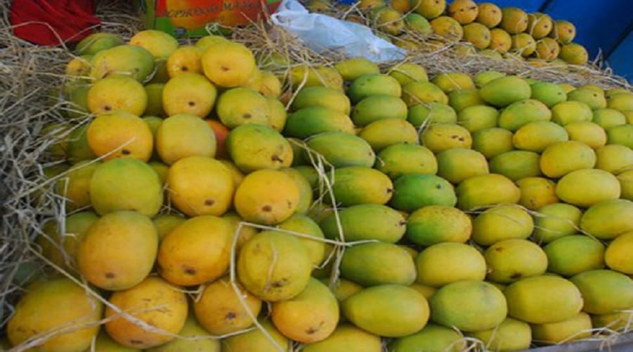 Tornadoes in Uttar Pradesh, damage to mango crop