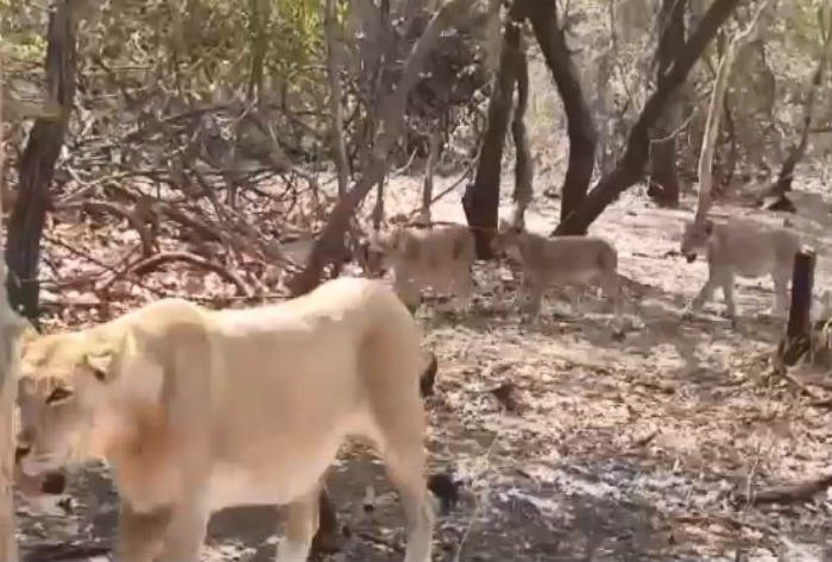 Video viral of nine lions crossing road in Gir jungle at Gujarat