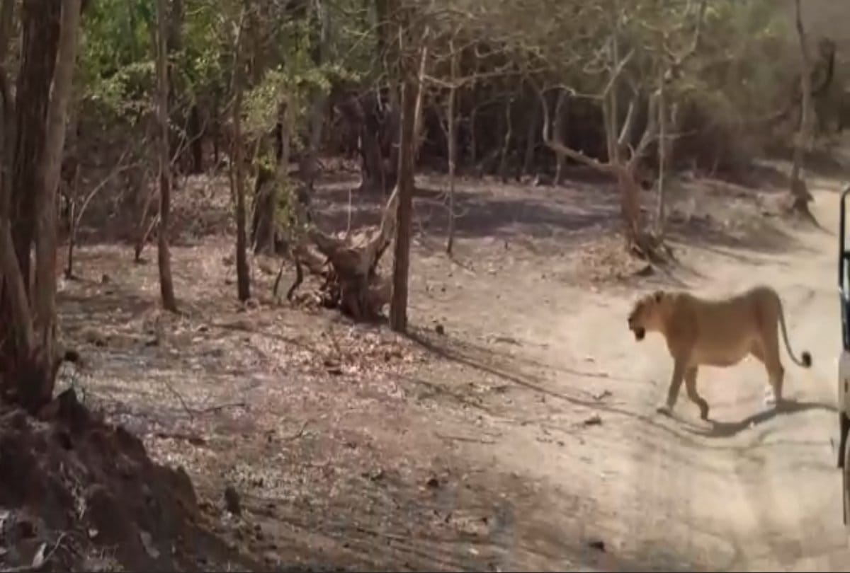 Video viral of nine lions crossing road in Gir jungle at Gujarat