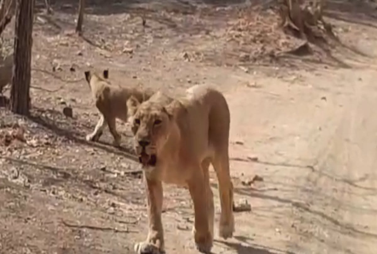 Video viral of nine lions crossing road in Gir jungle at Gujarat