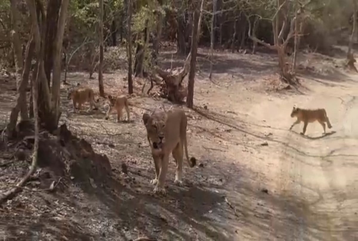 Video viral of nine lions crossing road in Gir jungle at Gujarat