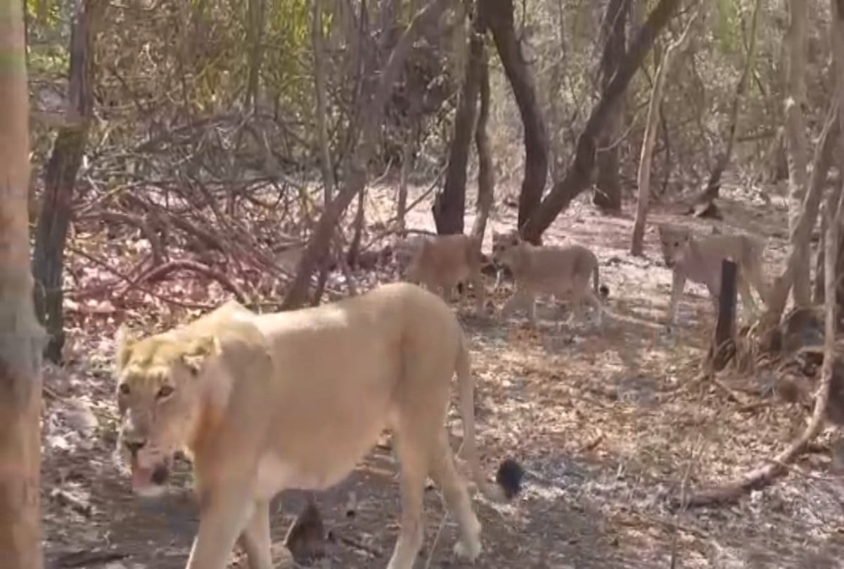 Video viral of nine lions crossing road in Gir jungle at Gujarat