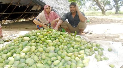 Tornadoes in Uttar Pradesh, damage to mango crop