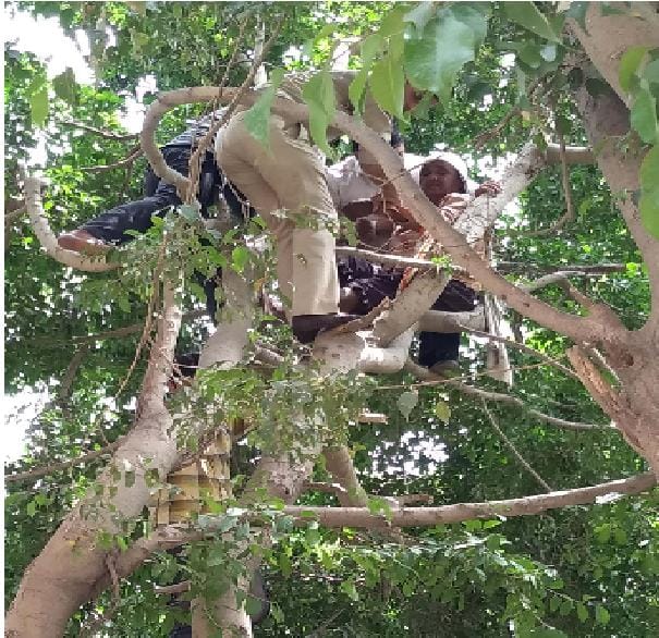 woman climbed tree in front of officers 