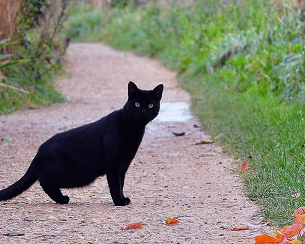 Know about those 7 superstitions with which we all have grown up