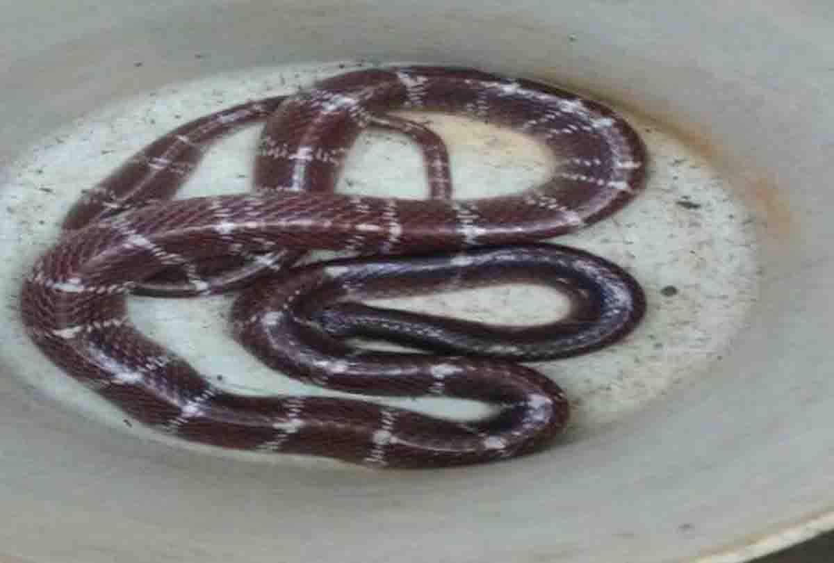 Snake bites man in up