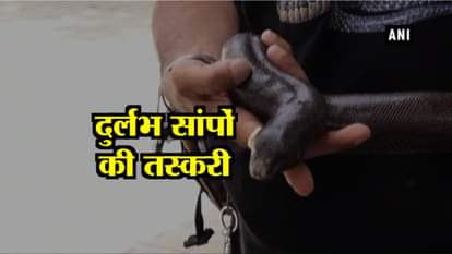 4 arrested for trying to sell Red Sand Boa in Rs 60 lakh illegally in gujrat
