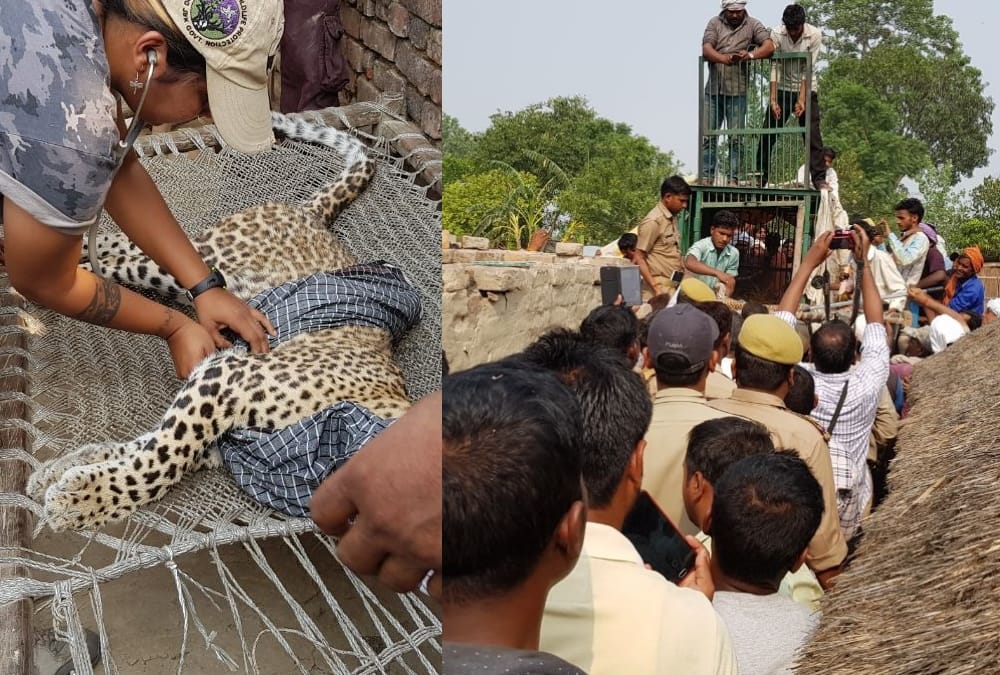 terror of leopard in bahraich.