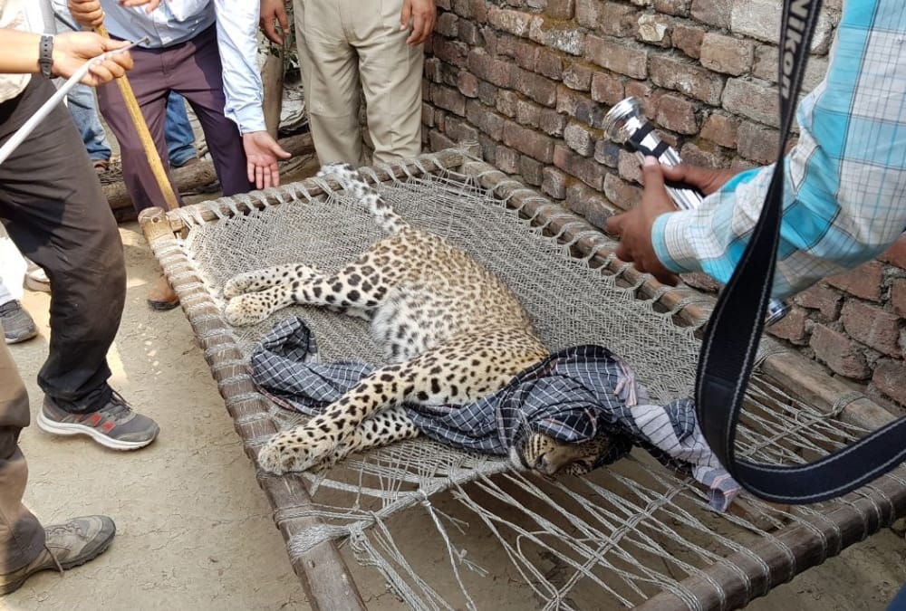 terror of leopard in bahraich.