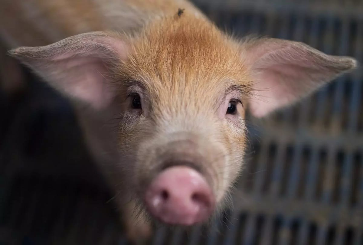 National Pig Day 2021 know reason to celebrated this special day in USA