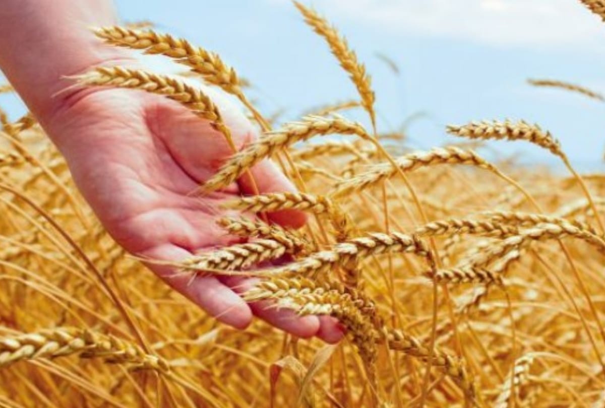 eighteen suspended and two arrested in Wheat purchase