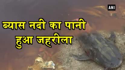 Large number of fish found dead in Punjab's Beas river