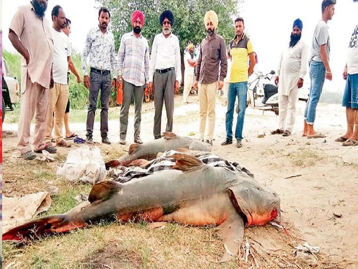 mass fishes death in beas dariya in punjab due to poisonic water