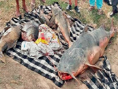 mass fishes death in beas dariya in punjab due to poisonic water