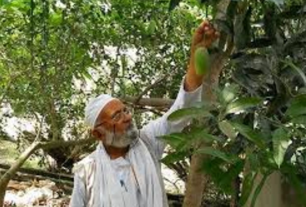 mango man kalimullah khan named the new mango variety 'Mamta' 