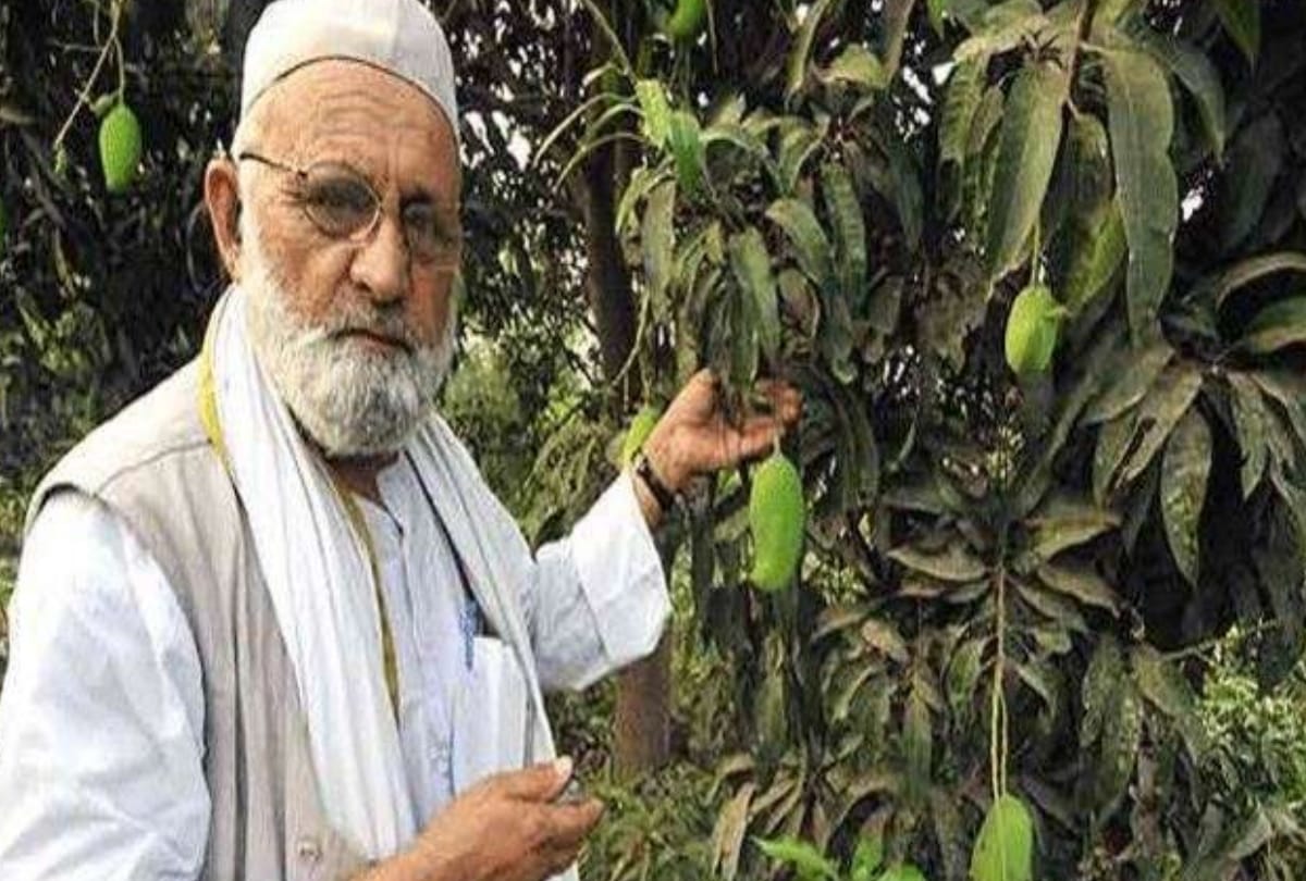 mango man kalimullah khan named the new mango variety 'Mamta' 