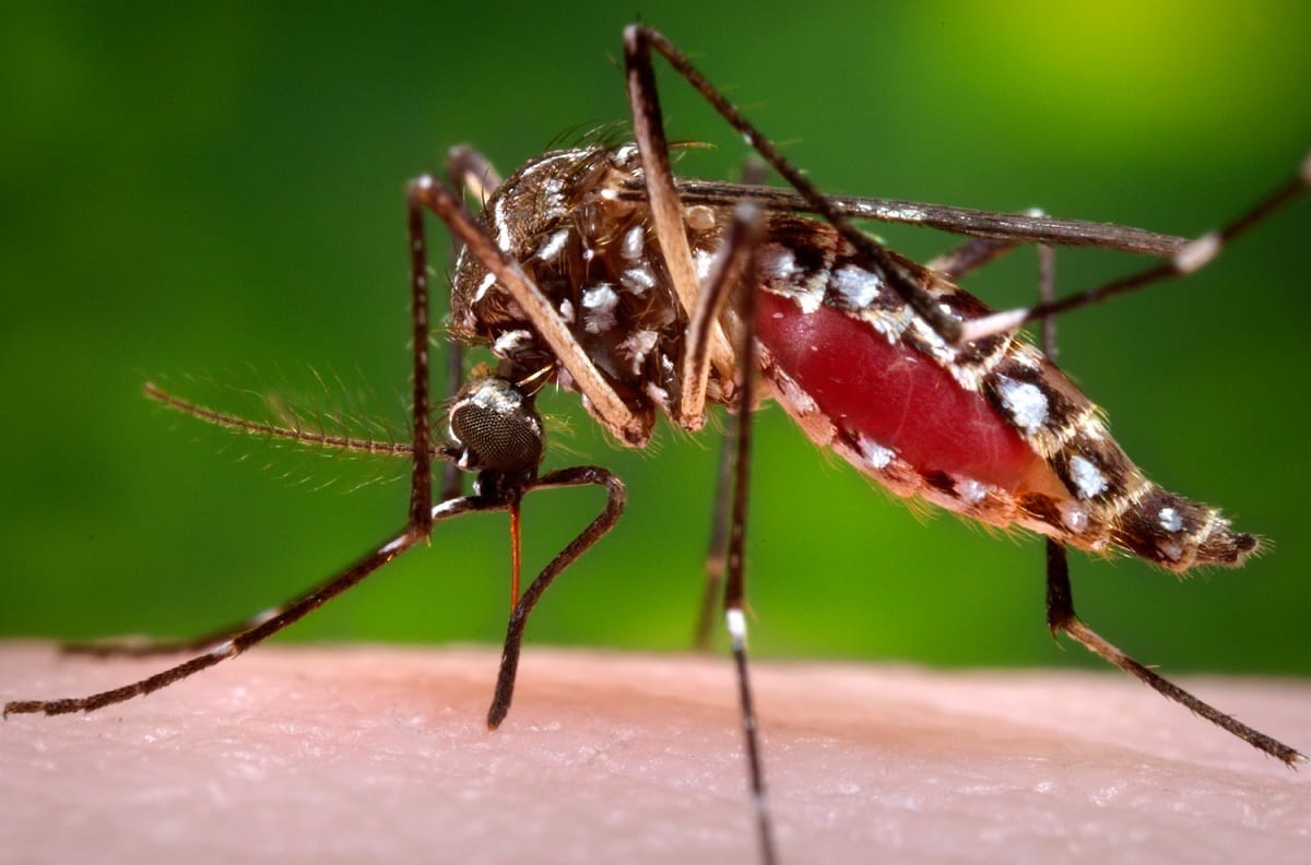 why mosquitoes is dangerous for humans