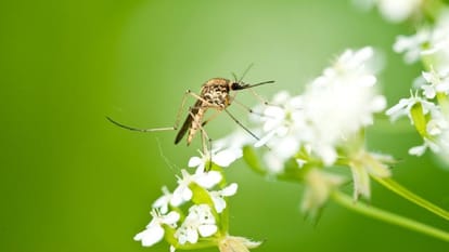 why mosquitoes is dangerous for humans