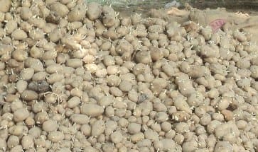 weather is helpful for potato growers