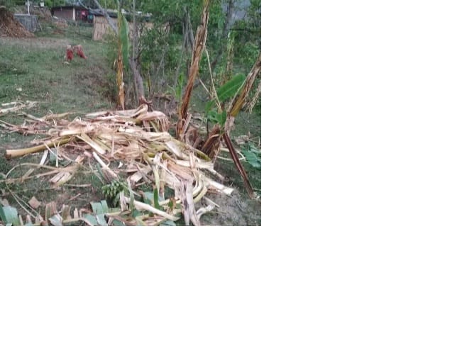 Elephants rape crop in Amkharka village