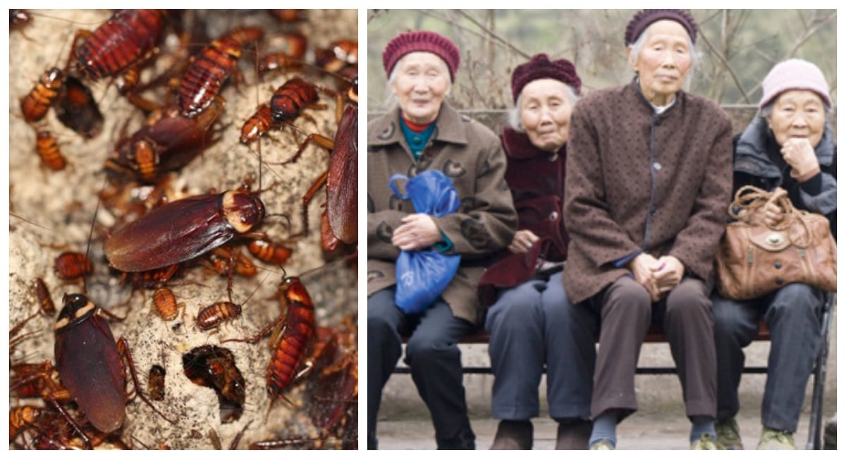 know why old aged people of  China drink cockroach syrup