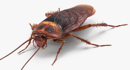 know why old aged people of  China drink cockroach syrup