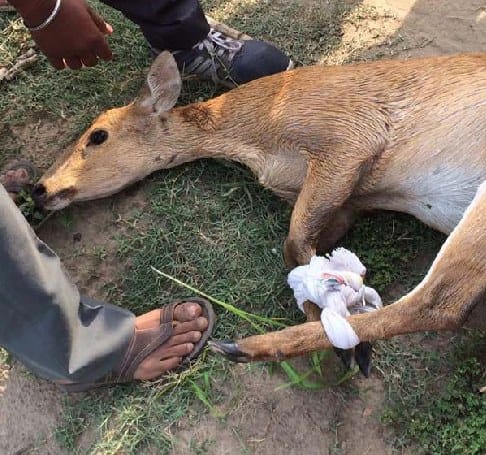 Dogs injured deer
