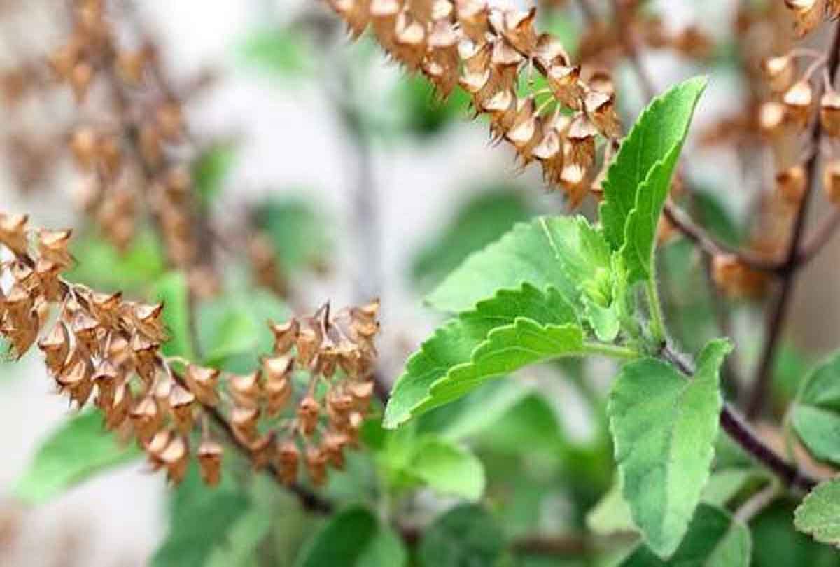 Benefits of tulsi leaves and seeds