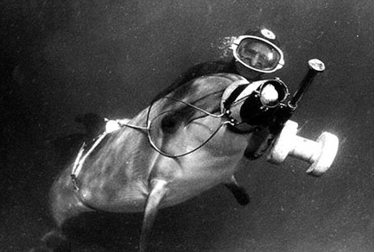 Ukraine spy dolphin died patriotically during hunger strike after Russian capture