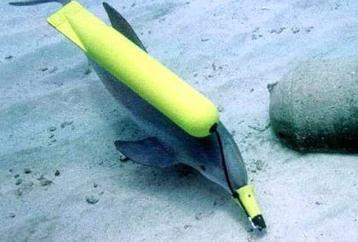 Ukraine spy dolphin died patriotically during hunger strike after Russian capture