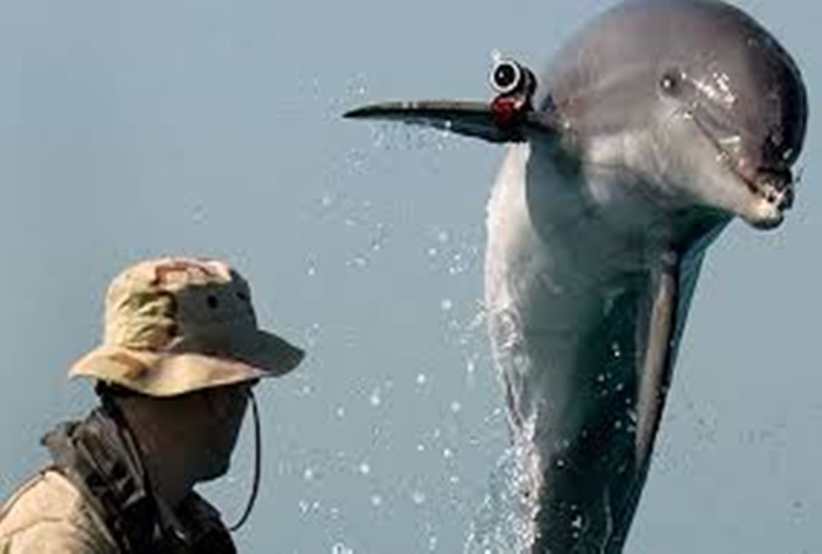 Ukraine spy dolphin died patriotically during hunger strike after Russian capture