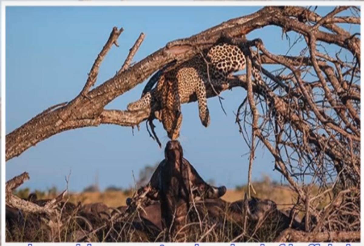 Buffalo and leopard kissing video Viral on social media 