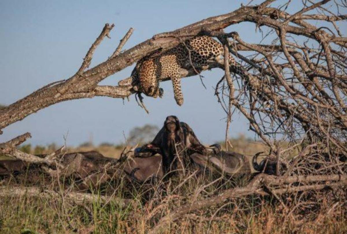 Buffalo and leopard kissing video Viral on social media 