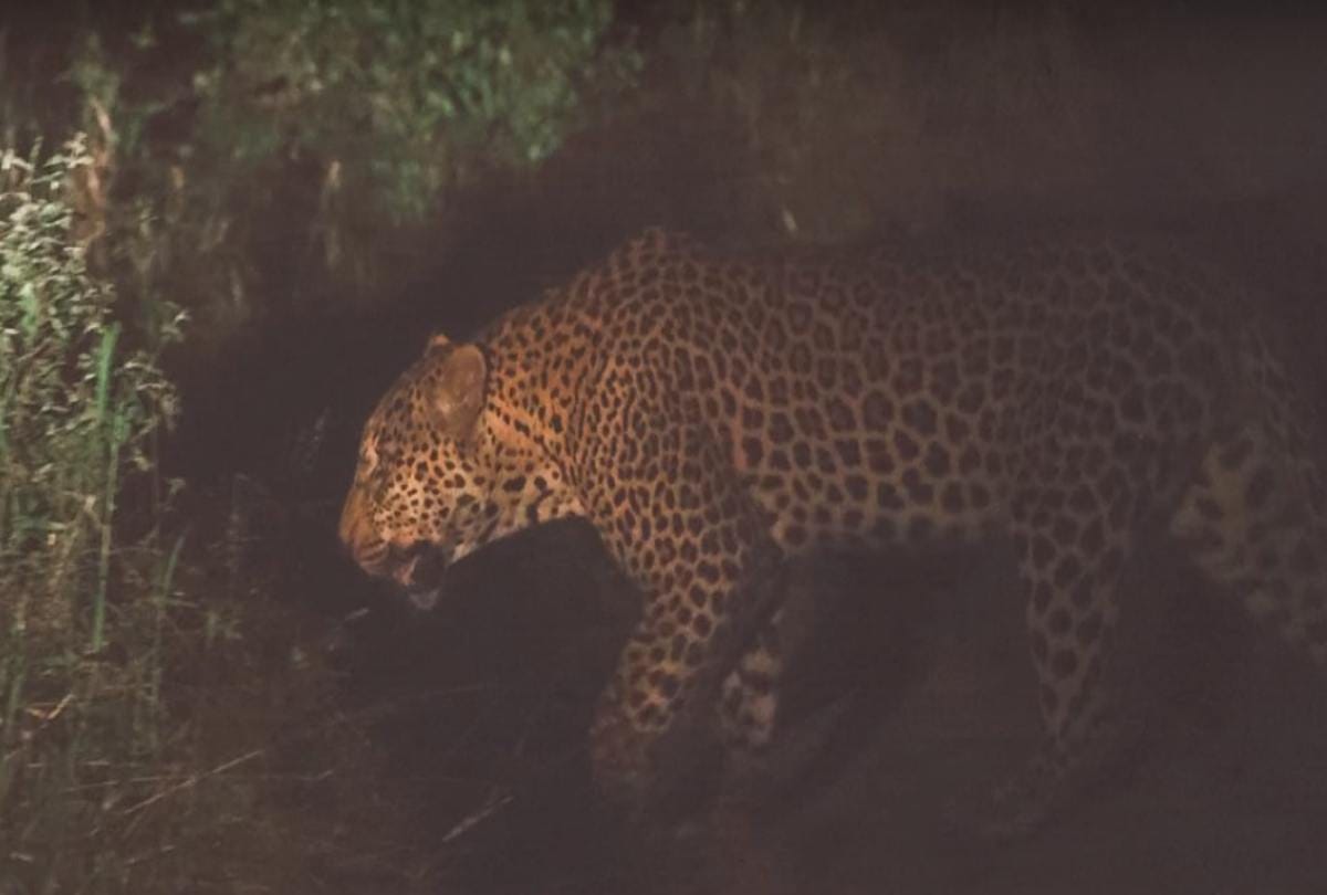 Buffalo and leopard kissing video Viral on social media 