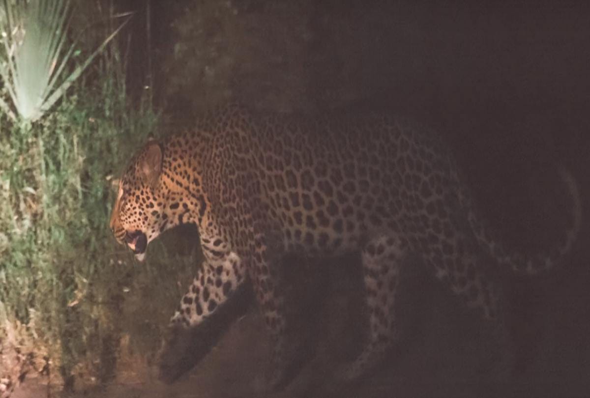 Buffalo and leopard kissing video Viral on social media 