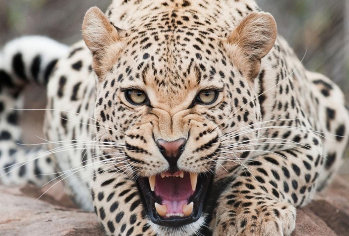Buffalo and leopard kissing video Viral on social media 