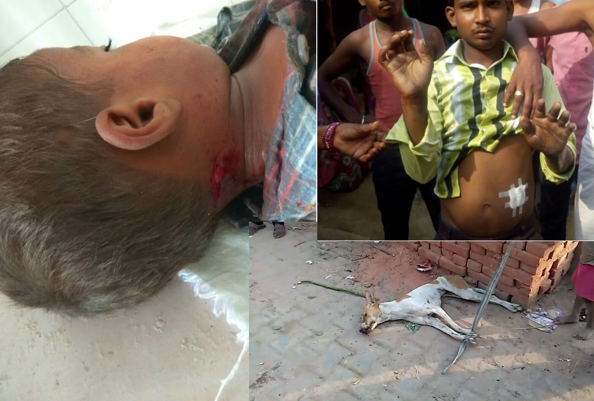 four injured in attack of dogs, angry villagers killed one dog